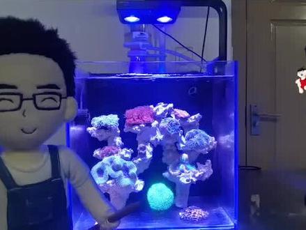 应粉丝要求,出一期纽斯K7的详细使用指导,下期介绍推荐光谱,#海缸 #珊瑚 #海水鱼