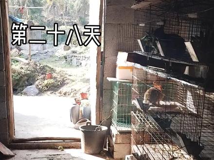 #兔子 #兔子养殖 #养兔三分靠管理七分靠技术 兔子粪便还有什么用