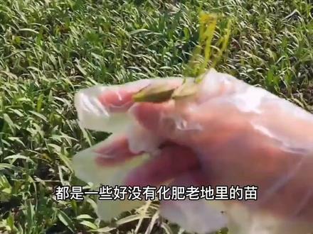 喜欢记得关注想了解行情评论区留言#贝母种植技术 #山芋头 #新农人计划 @DOU+小助手 @抖音小助手 @DOU+上热门