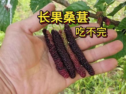 种一棵长果桑,桑果根本吃不完 #长果桑 #我的乡村生活