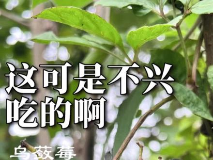 乌蔹莓是《诗经》中的植物,她陪伴了我们数千年,写诗的人不复存在,但诗中的情感和植物仍在流传、生长。@抖音青少年 @DOU+小助手
#乌蔹莓 #植物 #植物科普