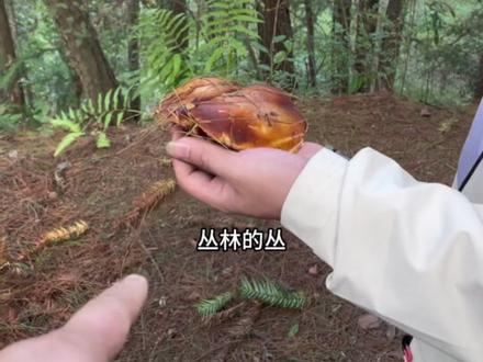 #南川 方言教学#采蘑菇 主打一个佛系