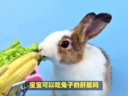 兔子肝脏的营养价值? #兔肝 #营养价值