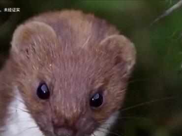 1997年河南村民遇站立黄鼠狼,吓得落荒而逃,黄鼠讨封存在? #黄鼠狼 #讨封 #动物 #养殖