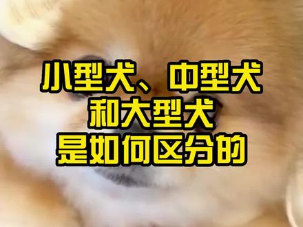 小型犬,中型犬和大型犬是如何区分的?#狗狗 #萌宠 #科学养宠攻略