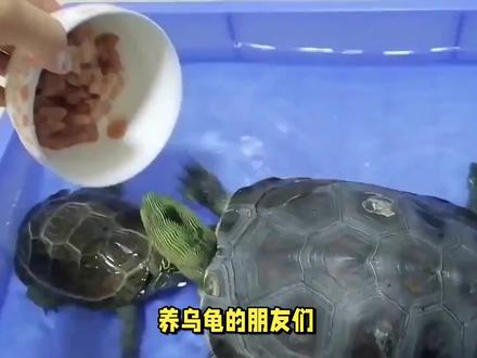 乌龟是吃龟粮好,还是吃鱼虾肉比较好?龟粮还是鲜食,你选对了吗 #草龟 #养龟 #龟 #中华草龟 #乌龟