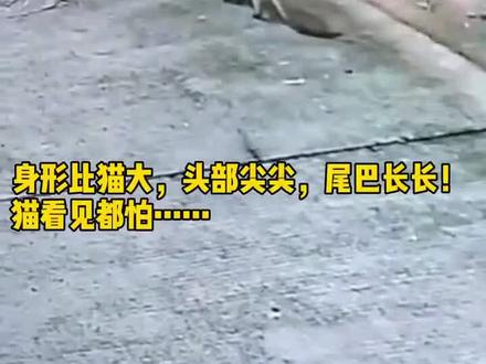 头尖尖,尾长长,体长一米2⃣️,猫看见到都怕的,原来是你啊?#保护野生动物 #梅州 #抖音小助手