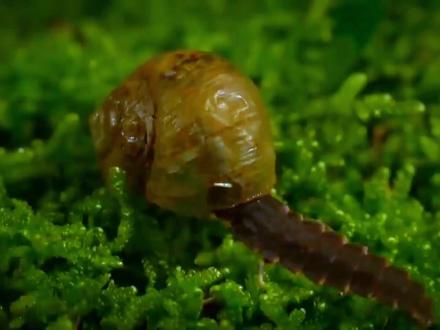 萤火虫幼虫如何捕食比自己大很多的蜗牛,最后竟然还打包带走了 #微观世界 #动物世界 #好奇昆虫
