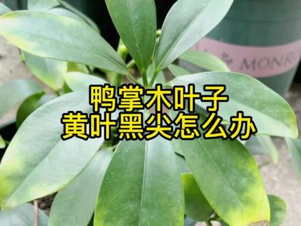 鸭掌木叶子,黄叶黑尖怎么办? 一招就搞定#鸭掌木 #鸭掌木养花#花卉绿植 #养花小知识 #好物推荐 #养花