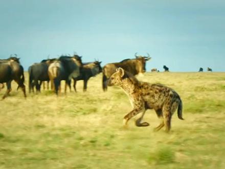 刚出生十分钟的小角马逃避危险就得学会跑#动物#动物科普 #神奇的大自然 #角马