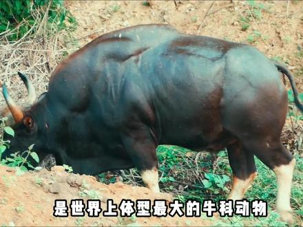 云南牛王!体长3.3米重2000公斤,能硬钢老虎的白肢野牛 #白肢野牛 #老虎 #动物科普 #抖音精选