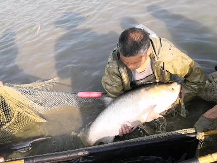 淡水鱼怎么繁殖?钱粮湖的种鱼孵化基地,从受精卵到鱼花