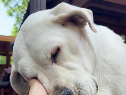 泪目了,剪一个笨笨的视频 笨笨主要在小帅和可乐爸爸的关爱下变得越来越好,我也见证了笨笨这一路走来的艰辛狗生,泪目了。笨笨拿的是狗生大男主逆袭剧本,笨笨,一定要幸福。#拉布拉多 #拉不拉猪 #万物可爱计划 #爪住夏天每一帧 #狗狗结婚