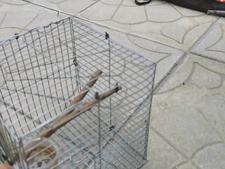 治绣眼鸟鸟仰头的笼子介绍 #养鸟 #鸟笼 #鸟 #绣眼鸟 #靛颏鸟 #画眉鸟 #训鸟 #鸟笼制作 #科学养鸟