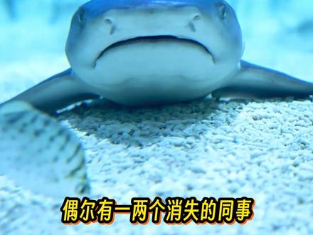 北京海洋馆这大鲨鱼 为什么不吃小鱼啊??????????????? #北京海洋馆 #科普 #亲子游玩好去处 #北京旅游攻略 #旅行推荐官