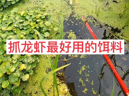 各种动物性饵料最好#真实户外 #下网#抓龙虾#地笼