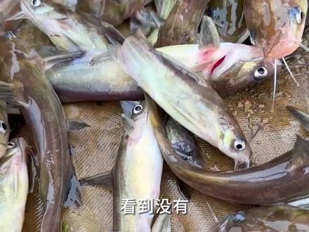 #新农人计划2023 #三农 #养殖 #户外 心痛!黄骨鱼养殖骗局,七旬老人被骗几万块