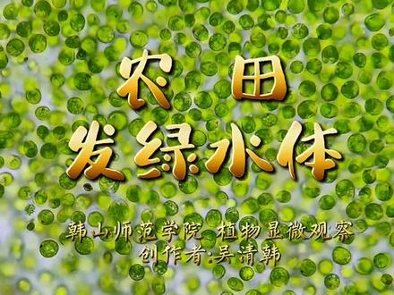 引起农田积水发绿、发生水华的优势藻种之一:衣藻(属)##显微镜 #微观世界 #水华
