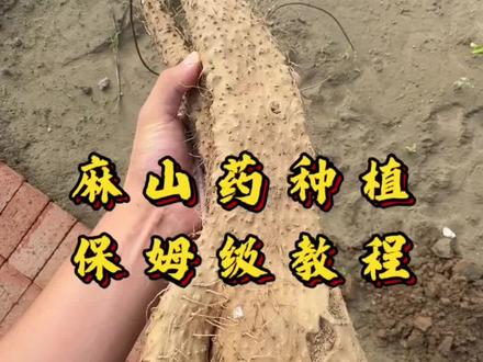 麻山药种植保姆级教程——农场小课堂 #麻山药 #农业种植 #保姆级教程 #经验分享 #农场日记