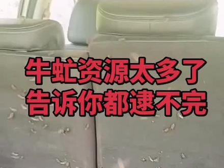 这里可不是玩的地方 牛虻虫太吓人 咬人可疼了#牛虻虫#牛虻 #牛虻中药材 #牛虻虫收购 #瞎眼蒙