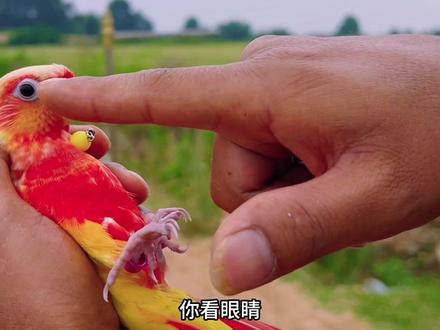 香吉士小太阳鹦鹉毕业#香吉士小太阳 #小太阳鹦鹉 #鹦鹉