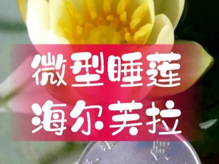 世界上最小的睡莲,海尔芙拉,不仅名字洋气,开花还漂亮,硬币大小#海尔芙拉 #睡莲 #养花 #园艺