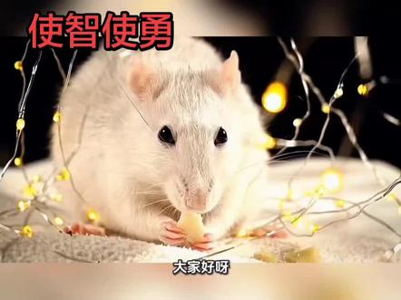 使智使勇 “使智使勇”出自《史记·淮阴侯列传》,完整说法是“使智使勇,使贪使愚”。意思是:善于用人的人,会根据不同人的特点来安排任务——让有智谋的人出谋划策,让勇敢的人冲锋陷阵,让贪婪的人去执行有利可图的任务,让愚钝的人去干需要服从的简单工作。其核心就是“因材施用”,把合适人放在合适的位置上。#当个贪吃的鼠 #uod小助手热门 #成语 #成语积累 #成语故事