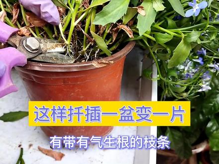 4月扦插繁殖好季节,这样扦插,1盆变100盆。方法简单小白易学。