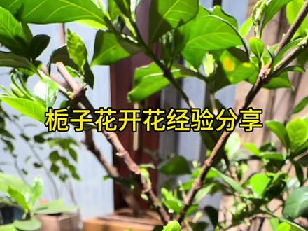 差点走弯路了。。。。#高山栀子花盆景 #海岛栀子花盆景 #栀子花室内养殖经验 #栀子花养护技巧 #生桩栀子花养殖过程