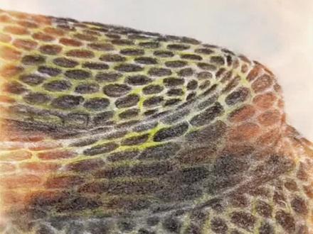 谁能看到最后?😂#蛇🐍 #立体画 #素描手绘 #眼镜蛇