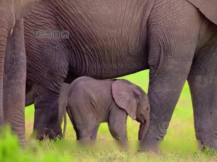 小象要喝奶,却被母象一脚踹飞 #动物世界 #非洲象