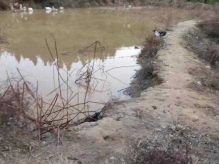 我的幽灵鸭,它们最终属于农场,却不属于我。