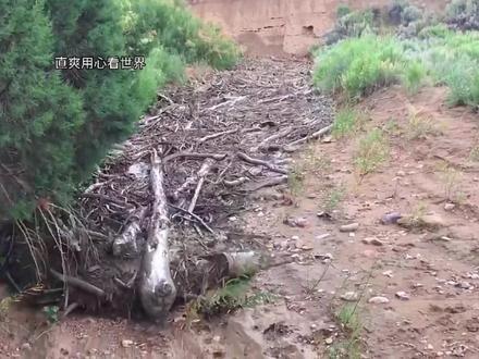 野外“流淌”的木头塞满整条河道!这要全拿回家,可就发财了!#野外 #大自然的搬运工