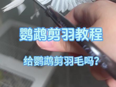 鹦鹉剪羽教程!小鸟都变乖了#手养鹦鹉 #虎皮鹦鹉