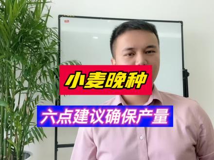 雨水多,玉米晚收,小麦晚种或成定局,六点建议确保小麦有个好的产量(旱旱轮作小麦)#抖音新农人计划2023 #传播农业小知识 #三农 #老百姓关心的话题 #安徽远景作物 @远景作物