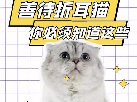 如果你的折耳猫有这些表现,他可能面临猝si的风险,善待折耳猫,拒绝繁育你要懂得这些#折耳猫发病 #折耳猫