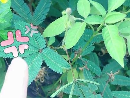 小学生作文怎么写含羞草 #含羞草 #作文素材 #小学生作文 #作文素材积累 #作文范文