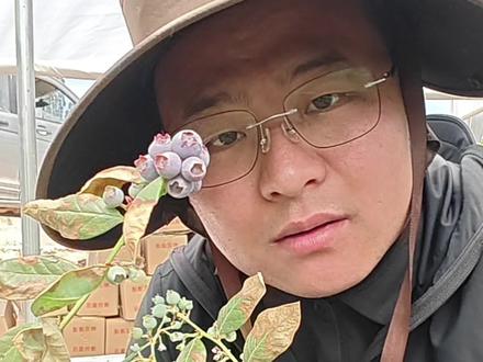 新手先别慌,一次性说清楚 #蓝莓苗 #阳台盆栽 #盆栽 #避坑#南北方差异