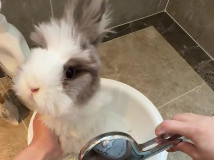 兔兔洗澡弹射炮弹#萌宠出道计划 #兔子 #宠物vlog #宠物洗澡 #种草激励