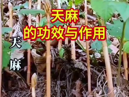 #天麻#天麻的功效与作用#草本植物 #中草药知识 #中草药 #食疗养生