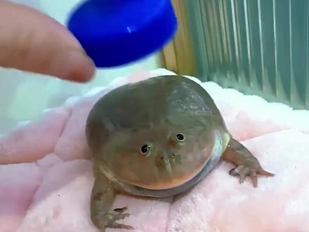 带你认识18种蛙,你见过几种#蛙 #动物科普 #涨知识