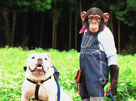 这次任务是买奶油给情人贝贝,猴哥你能完成吗/#忠犬 #日剧推荐 #一起追剧 #纪录片解说