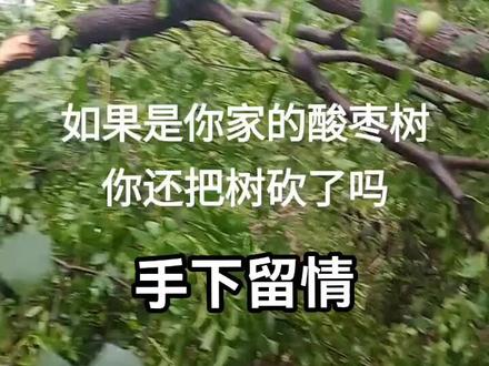 全网呼吁保护野生酸枣资源!手下留情,可持续发展!#摘酸枣 #酸枣 #酸枣种植 #野生酸枣