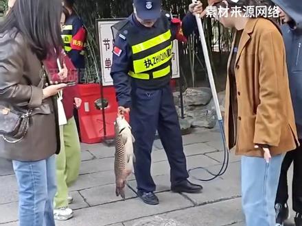 怎么能有鱼胖成这样#趵突泉 #趵突泉的鱼 #山东 #旅游 #国庆