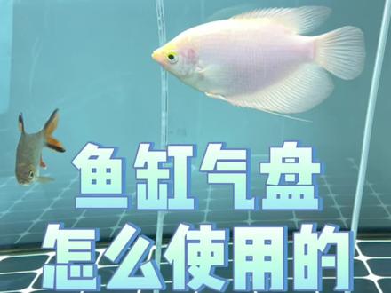 鱼缸气盘石增氧泵工作原理#养鱼#鱼缸增氧泵 #鱼缸气盘 #气盘石 #新手养鱼#观赏鱼