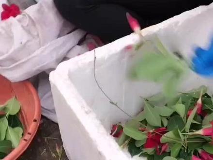 学会我的方法,家里的飘香藤多的放不下了#飘香藤 #养花达人 #插扦繁殖