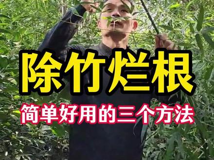 请神容易送神难,除掉竹子的三个方法 #除竹子 #除野竹子 #除杂灌 #环嗪酮除大树竹子灌木杂草