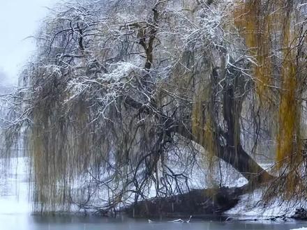 二年级上 日积月累 《江雪》朗读#小学必背古诗