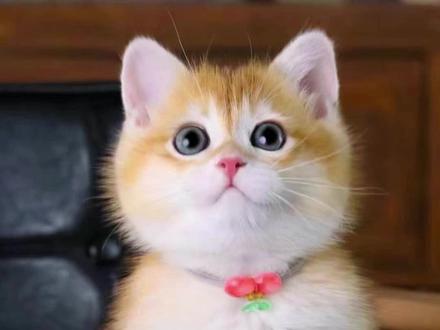 金渐层失格标准一般来说 如果应短间渐层的眼睛 如果完全是黄色 看不到丁点绿色 被判定为失格品相 因为应该很多人听说过 金渐层眼睛越绿血统越纯正#金渐层