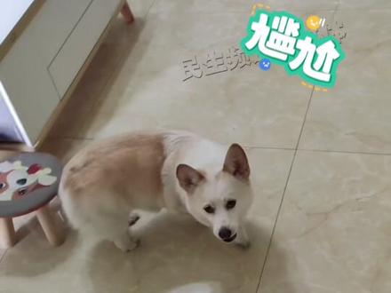 6月26日河南郑州:狗狗为骗吃骗喝装瘸,被主人发现后一脸尴尬,主人:它800个心眼#河南dou知道 #狗狗